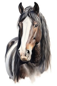 Horse portrait drawing animal. 