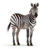 Zebra wildlife animal mammal. 