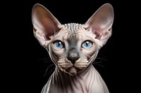 Animal mammal pet cat. AI generated Image by rawpixel.