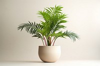 Plant houseplant leaf vase. 