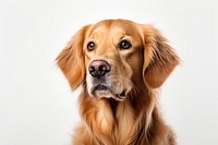 Dog retriever mammal animal. AI generated Image by rawpixel.