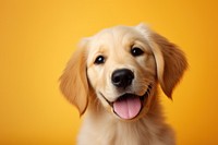 Puppy retriever animal mammal. AI generated Image by rawpixel.