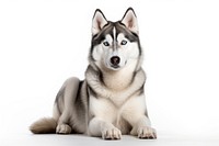 Mammal animal husky pet. AI generated Image by rawpixel.