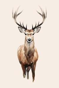 Wildlife forest antler animal. 