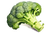 Broccoli vegetable plant food. 