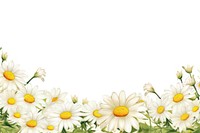 Daisy backgrounds outdoors flower. 