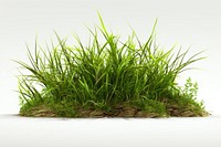 Grass plant herbs white background. 