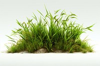 Grass plant white background tranquility. 