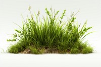 Grass vegetation plant green. AI generated Image by rawpixel.