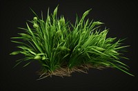 Grass plant green wheatgrass. 