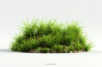 Grass plant white background tranquility. 