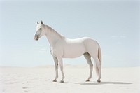 Horse stallion animal mammal design