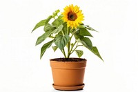 Sunflower gardening plant leaf. 