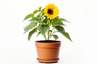 Sunflower gardening plant leaf. 