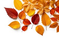 Backgrounds autumn plant leaf. AI generated Image by rawpixel.