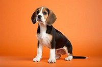 Beagle puppy animal mammal. 