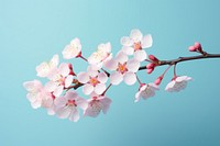 Blossom flower plant inflorescence. 