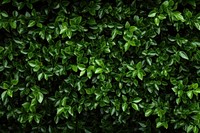 Green backgrounds foliage plant. 