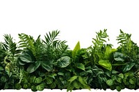 Green foliage plant herbs. AI generated Image by rawpixel.