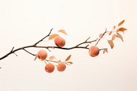 Persimmon branch plant peach. AI generated Image by rawpixel.