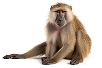 Wildlife monkey animal mammal. AI generated Image by rawpixel.