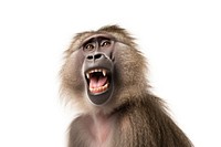 Wildlife monkey mammal animal. AI generated Image by rawpixel.