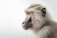 Wildlife animal mammal monkey. AI generated Image by rawpixel.