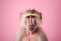 Wildlife monkey animal mammal. AI generated Image by rawpixel.