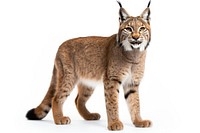 Wildlife animal mammal lynx. 