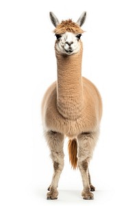 Llama mammal animal alpaca. 