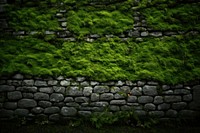 Moss wall backgrounds plant. 