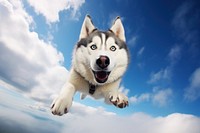 Mammal animal flying husky. AI generated Image by rawpixel.