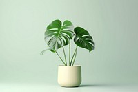 Plant leaf houseplant freshness. 