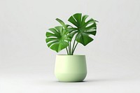 Plant leaf vase houseplant. 