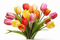 Flower tulip plant white background. AI generated Image by rawpixel.