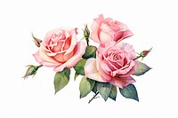 Flower rose plant white background. AI generated Image by rawpixel.
