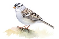 White Crowned Sparrow sparrow animal bird. AI generated Image by rawpixel.
