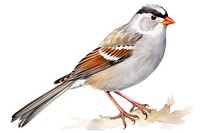 White Crowned Sparrow sparrow animal bird. 