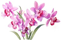 Orchid blossom flower plant. AI generated Image by rawpixel.