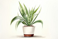 Plant houseplant leaf bromeliaceae. AI generated Image by rawpixel.