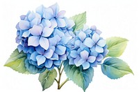 Hydrangea flower plant inflorescence. 