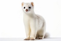 Wildlife mammal animal weasel. AI generated Image by rawpixel.