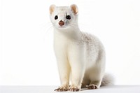 Wildlife mammal animal weasel. 