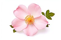 Flower rose blossom pollen. AI generated Image by rawpixel.