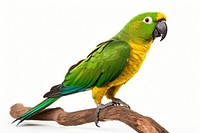 Parrot animal yellow bird. AI generated Image by rawpixel.