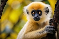 Monkey wildlife animal gibbon. AI generated Image by rawpixel.