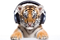 Tiger headphones mammal white background. 