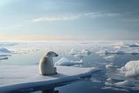 Polar bear, wildlife outdoors. 