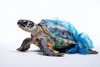 Reptile animal turtle white background. 