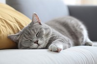 Furniture sleeping cushion animal. AI generated Image by rawpixel.